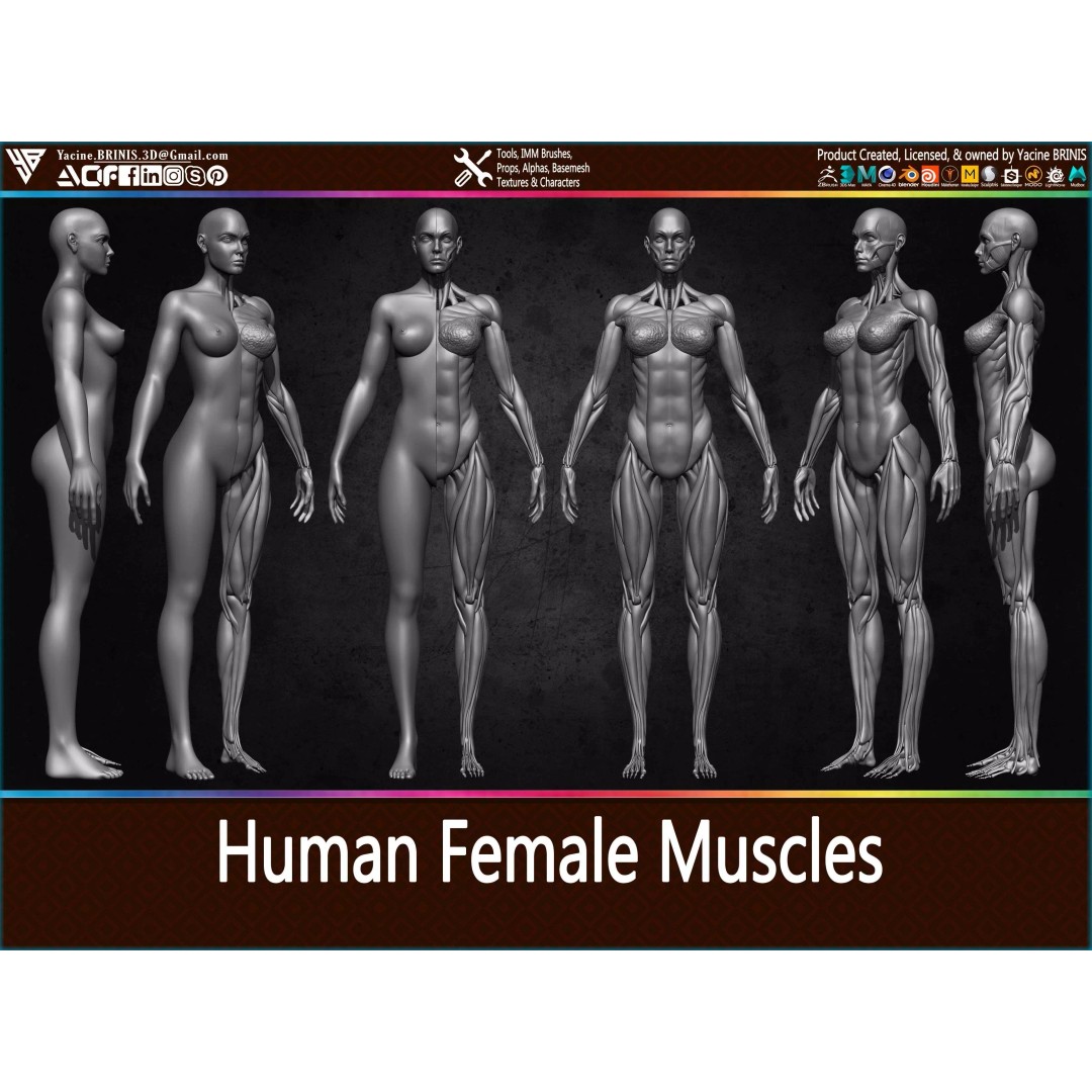 Human Female Muscles 3D Model – Low Poly Anatomy Asset, OBJ/STL/ZTL - View 2