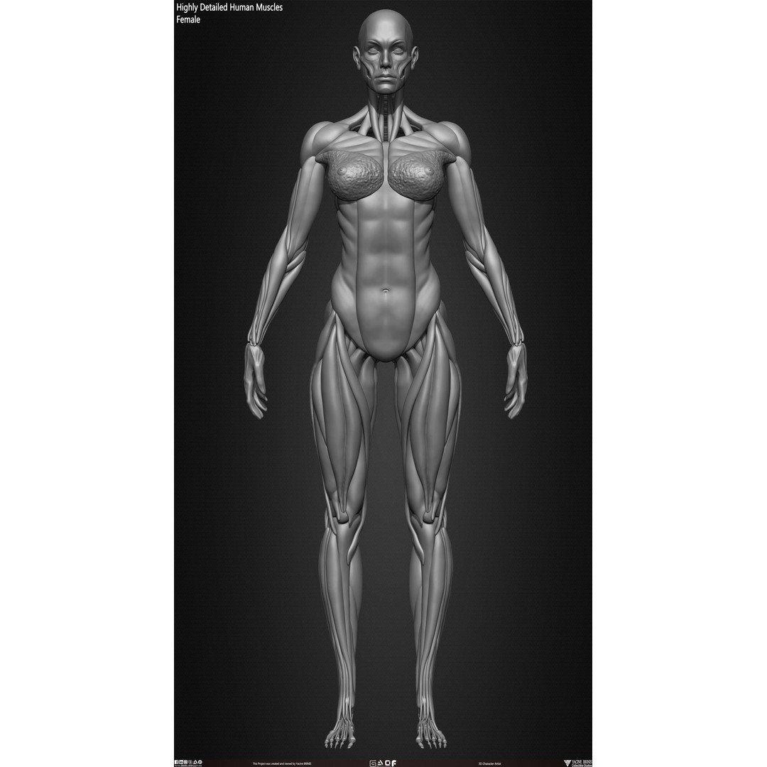 Human Female Muscles 3D Model – Low Poly Anatomy Asset, OBJ/STL/ZTL - View 21