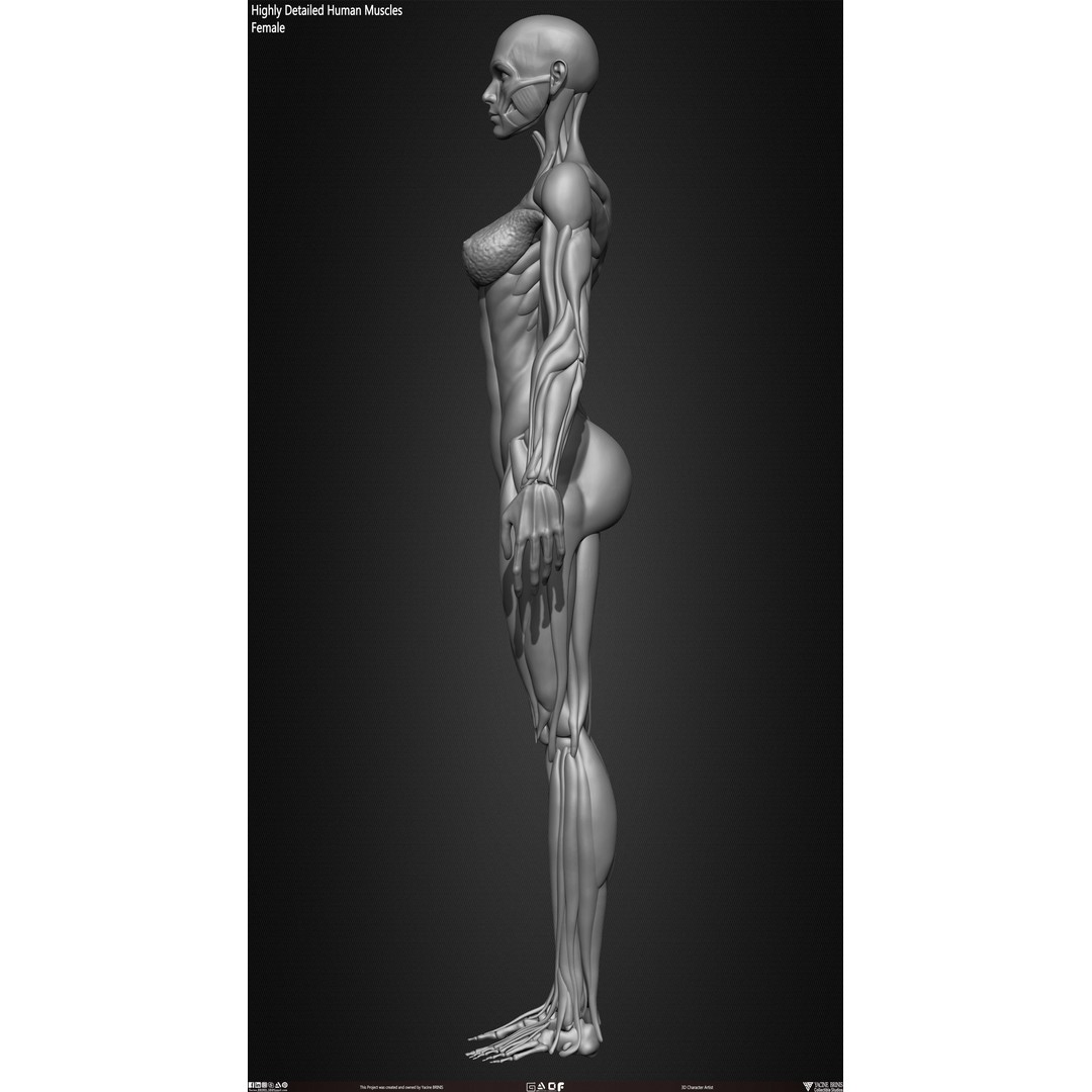 Human Female Muscles 3D Model – Low Poly Anatomy Asset, OBJ/STL/ZTL - View 23