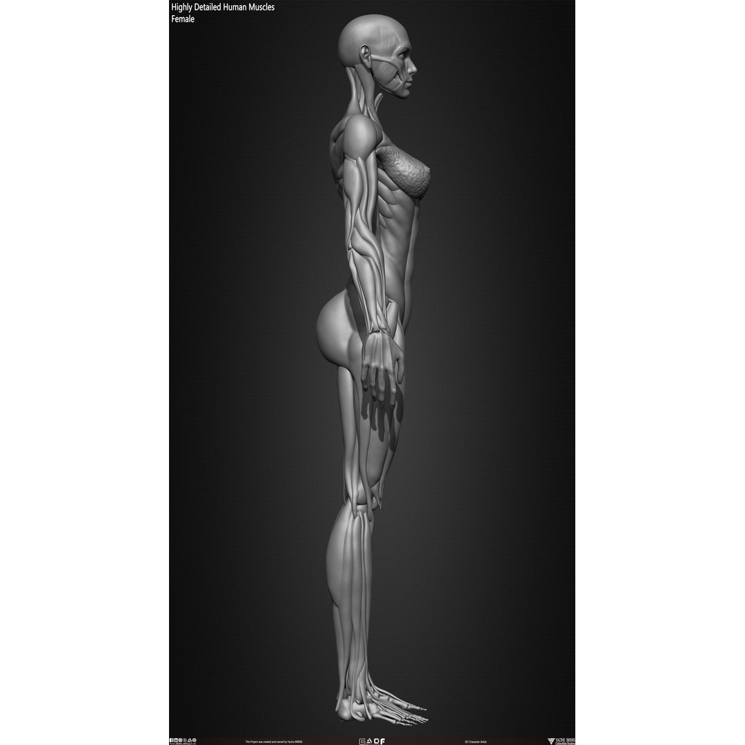 Human Female Muscles 3D Model – Low Poly Anatomy Asset, OBJ/STL/ZTL - View 27