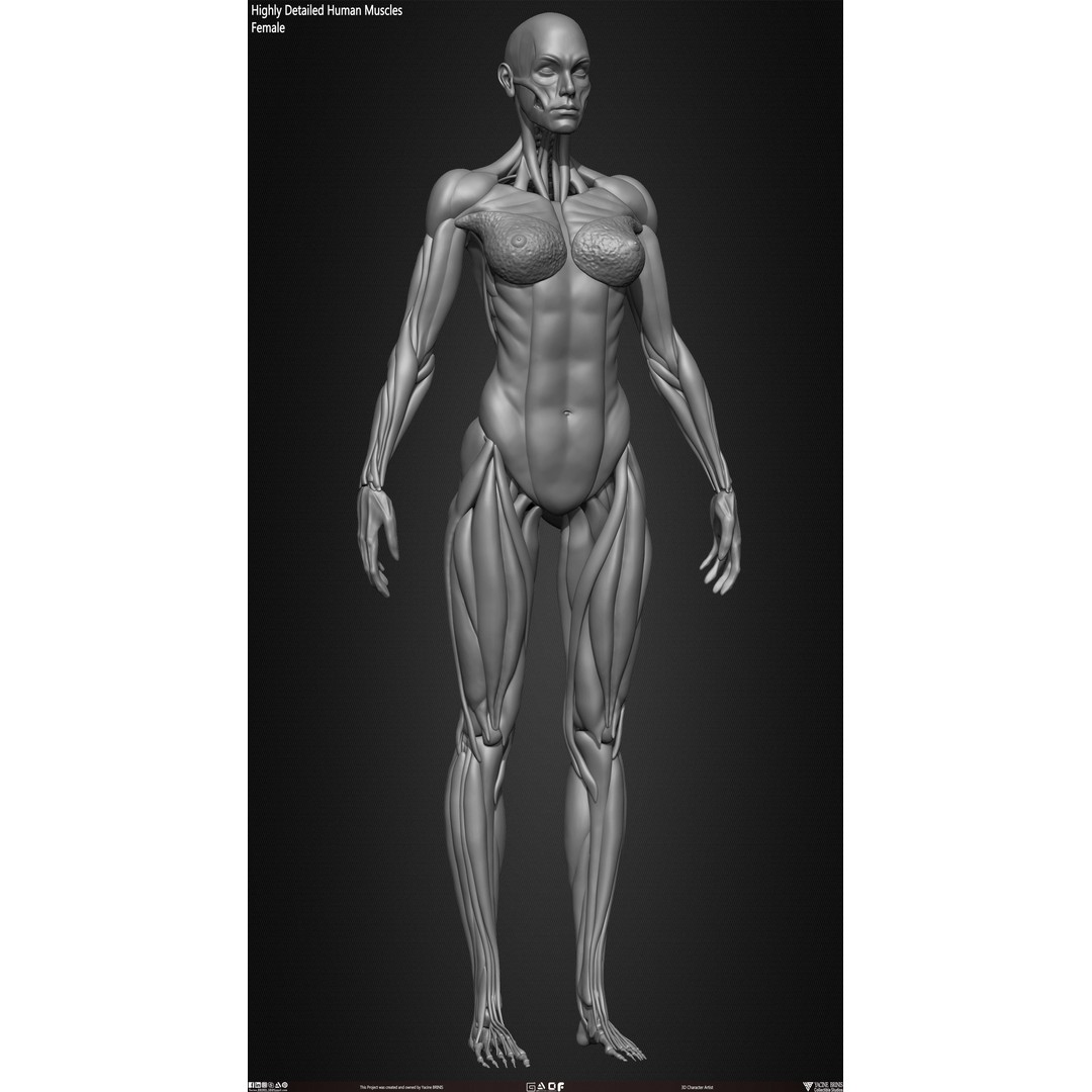 Human Female Muscles 3D Model – Low Poly Anatomy Asset, OBJ/STL/ZTL - View 29