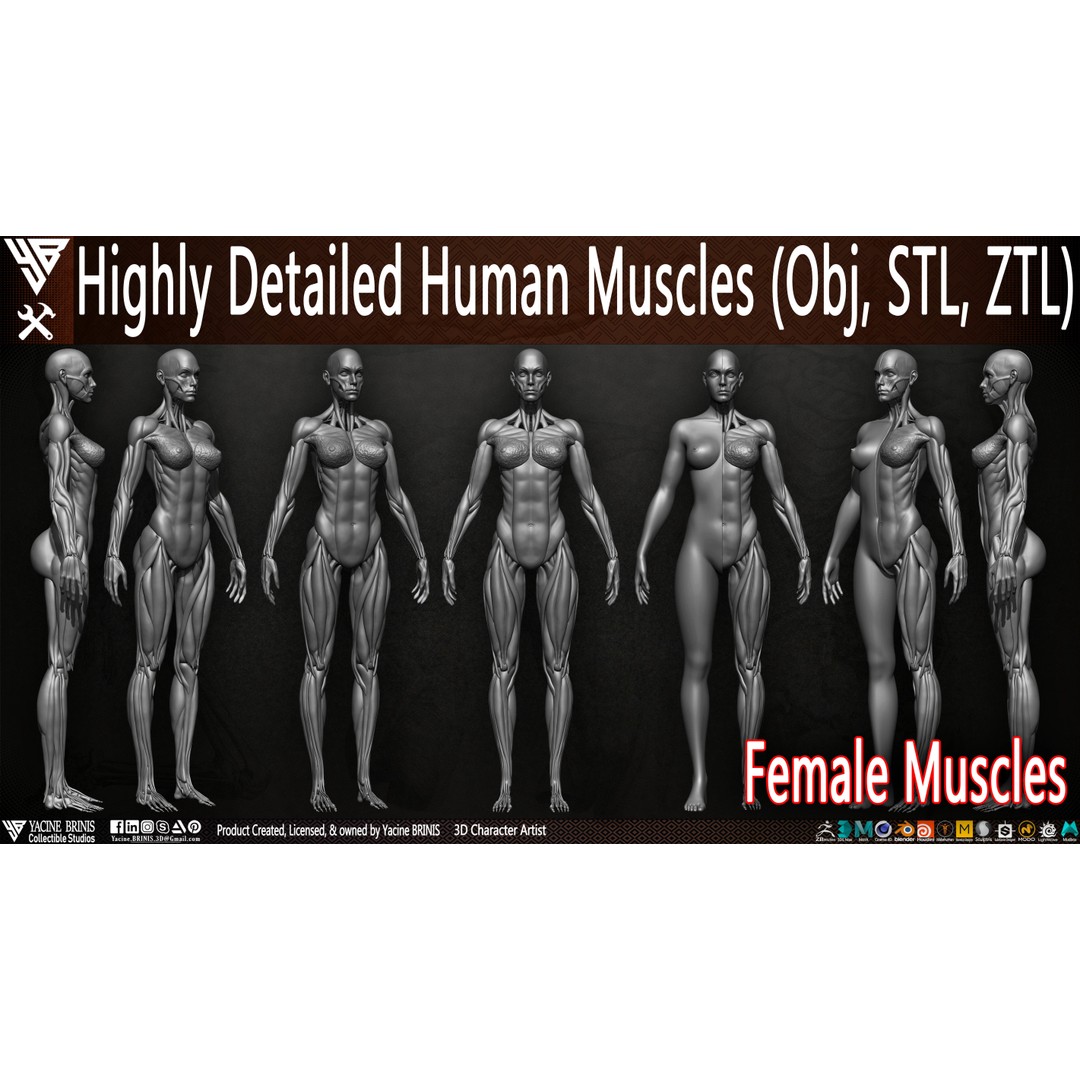 Human Female Muscles 3D Model – Low Poly Anatomy Asset, OBJ/STL/ZTL - View 3