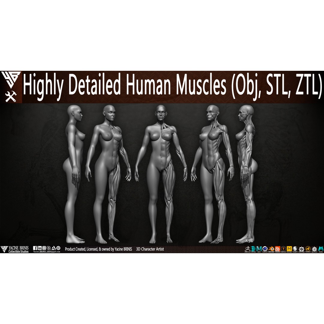 Human Female Muscles 3D Model – Low Poly Anatomy Asset, OBJ/STL/ZTL - View 4