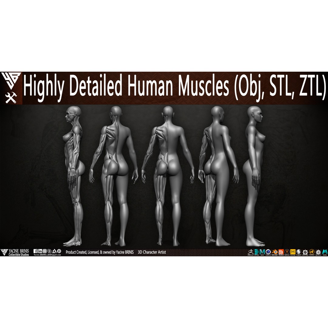 Human Female Muscles 3D Model – Low Poly Anatomy Asset, OBJ/STL/ZTL - View 5