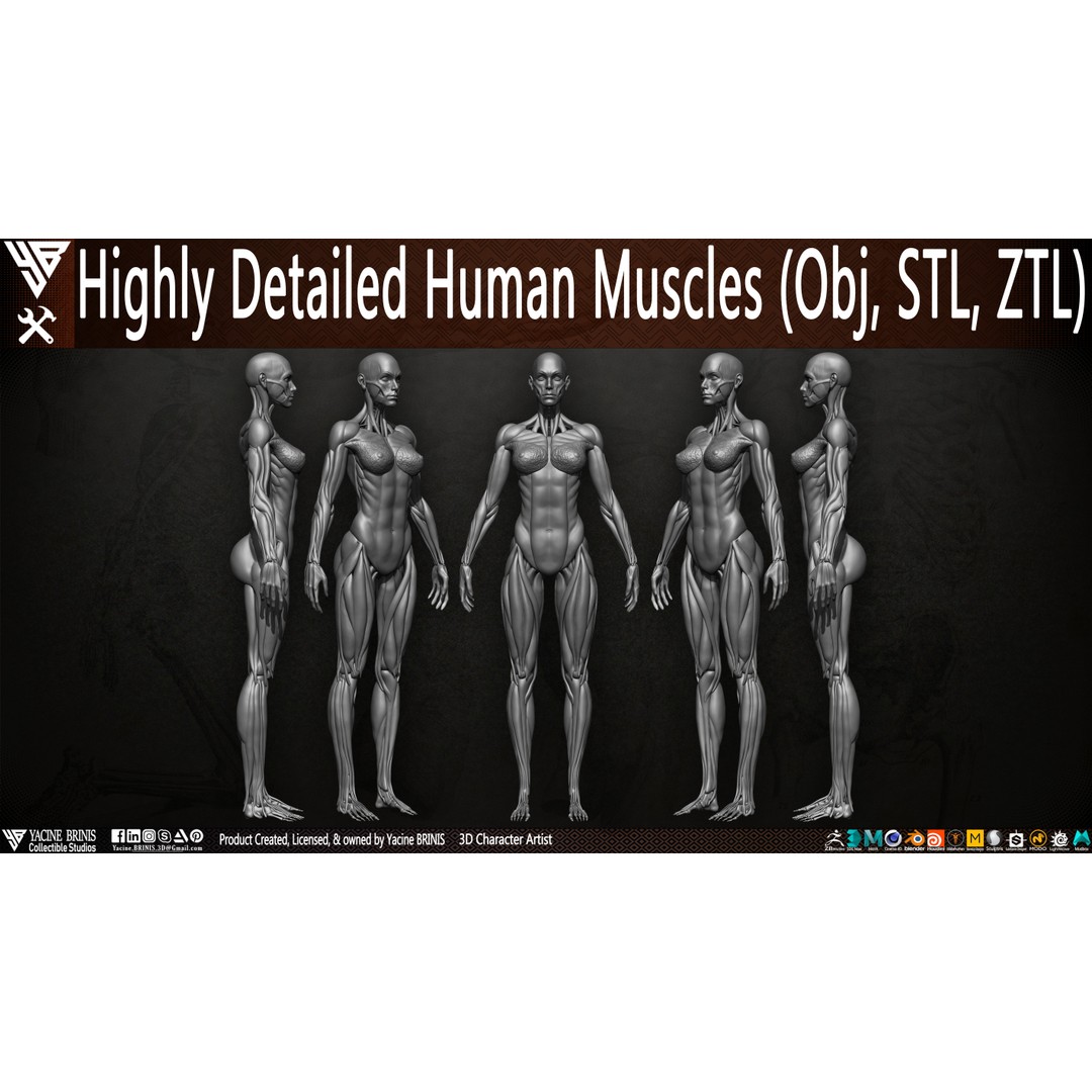 Human Female Muscles 3D Model – Low Poly Anatomy Asset, OBJ/STL/ZTL - View 6