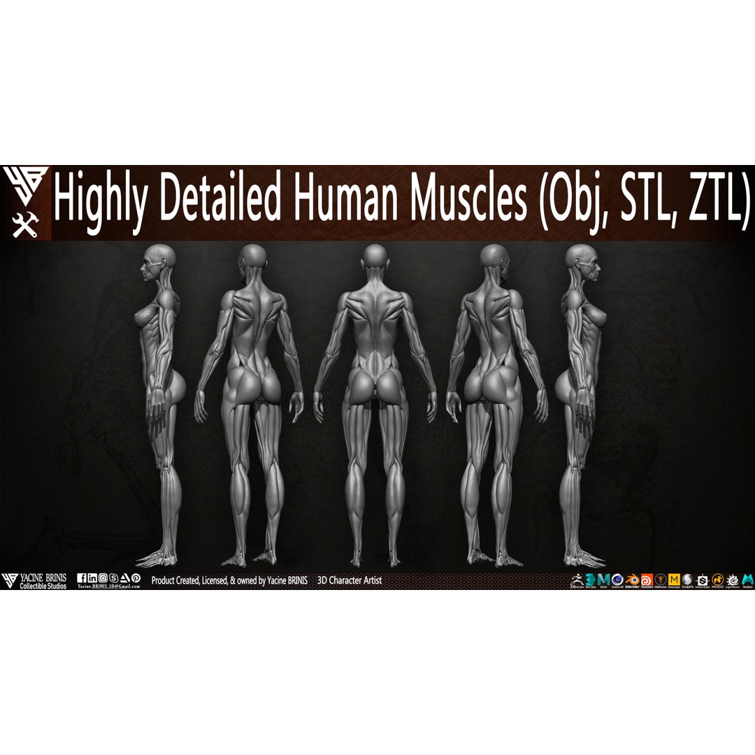 Human Female Muscles 3D Model – Low Poly Anatomy Asset, OBJ/STL/ZTL - View 7