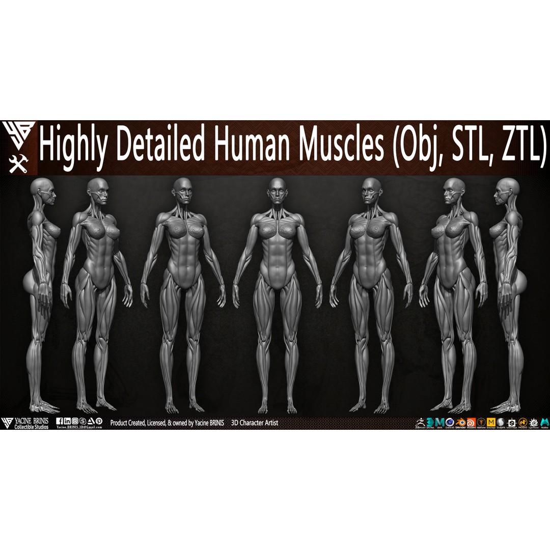 Human Female Muscles 3D Model – Low Poly Anatomy Asset, OBJ/STL/ZTL - View 8
