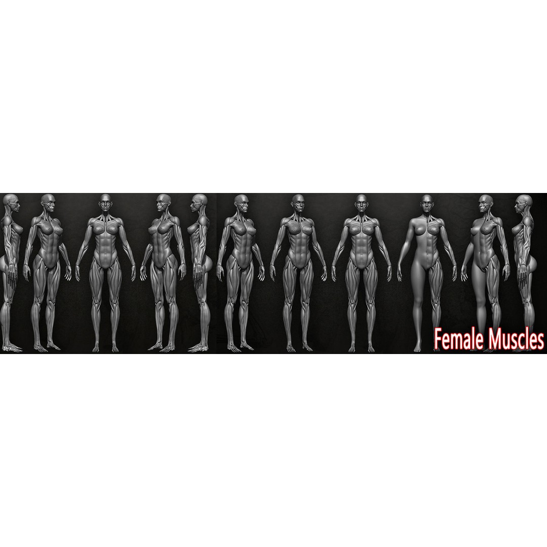 Human Female Muscles 3D Model – Low Poly Anatomy Asset, OBJ/STL/ZTL - View 9