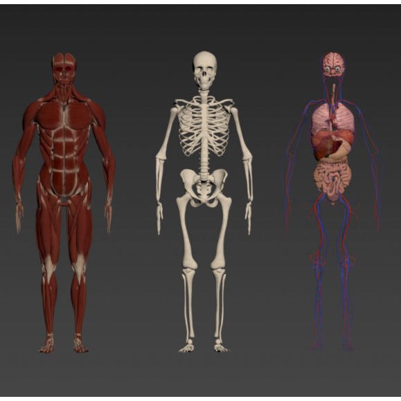 Medical Human Anatomy 3D Model – Full Body Muscles, Organs, and Skeleton