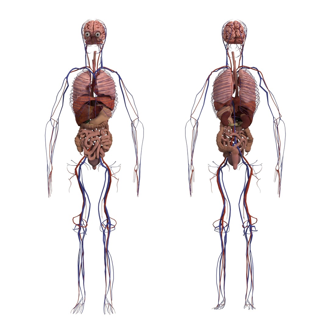 Medical Human Anatomy 3D Model – Full Body Muscles, Organs, and Skeleton - View 10