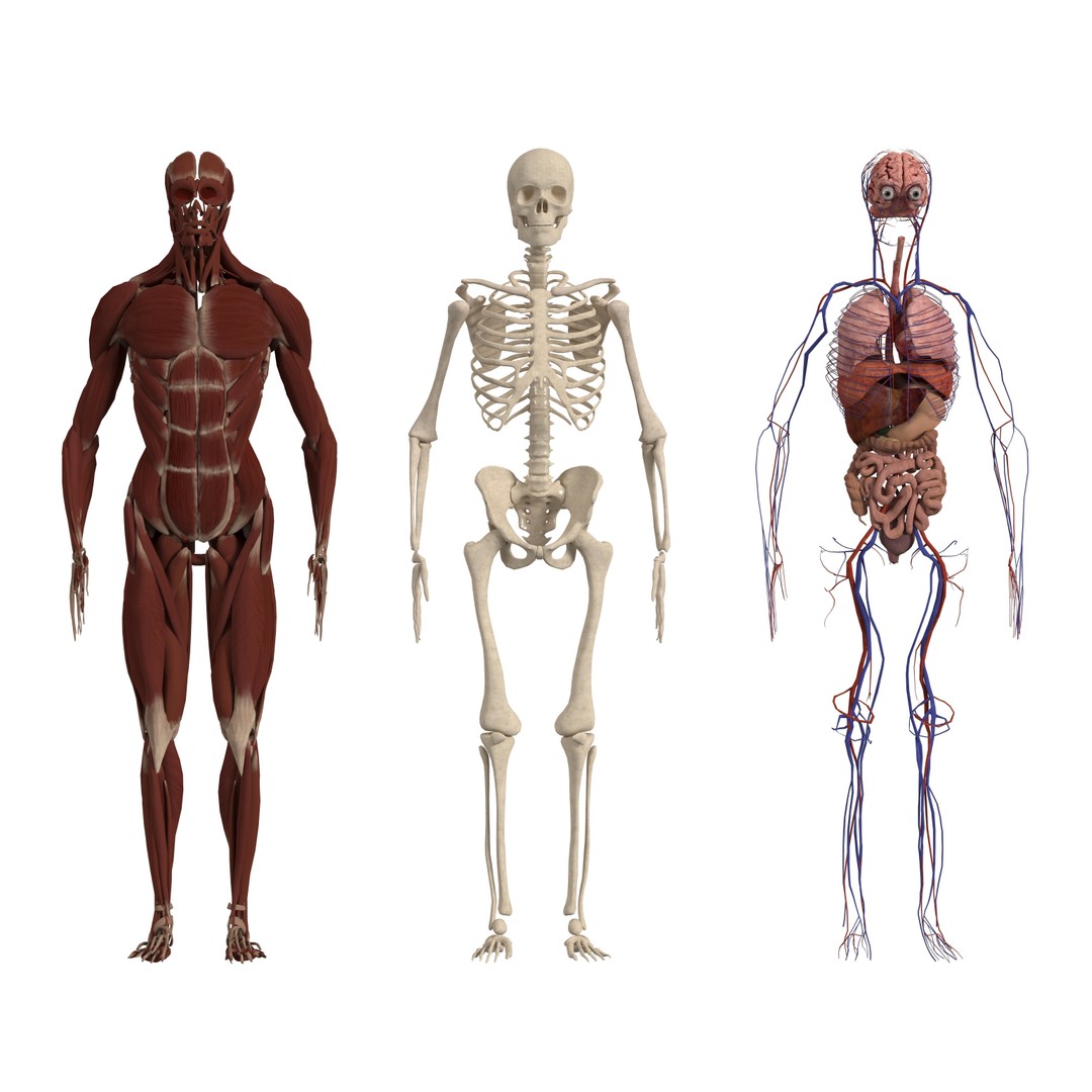 Medical Human Anatomy 3D Model – Full Body Muscles, Organs, and Skeleton - View 5