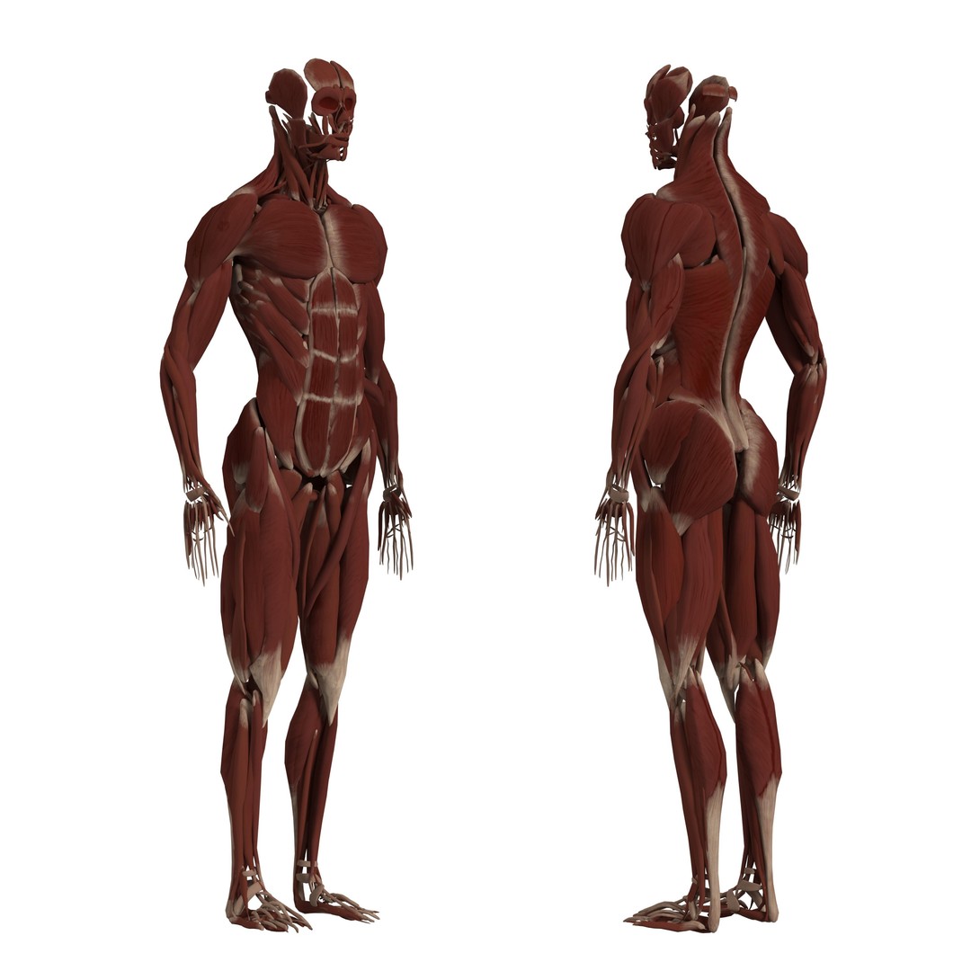 Medical Human Anatomy 3D Model – Full Body Muscles, Organs, and Skeleton - View 7