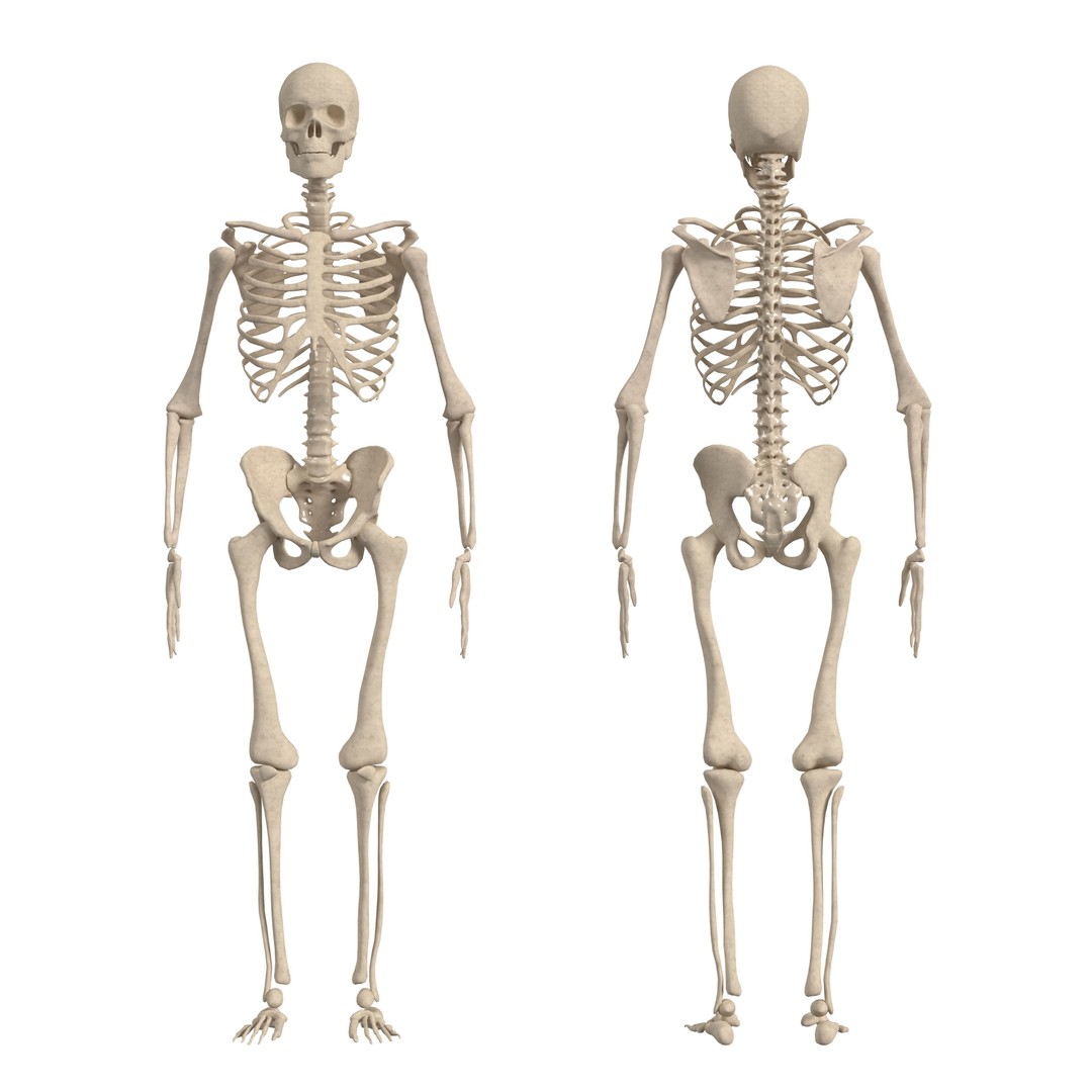 Medical Human Anatomy 3D Model – Full Body Muscles, Organs, and Skeleton - View 8