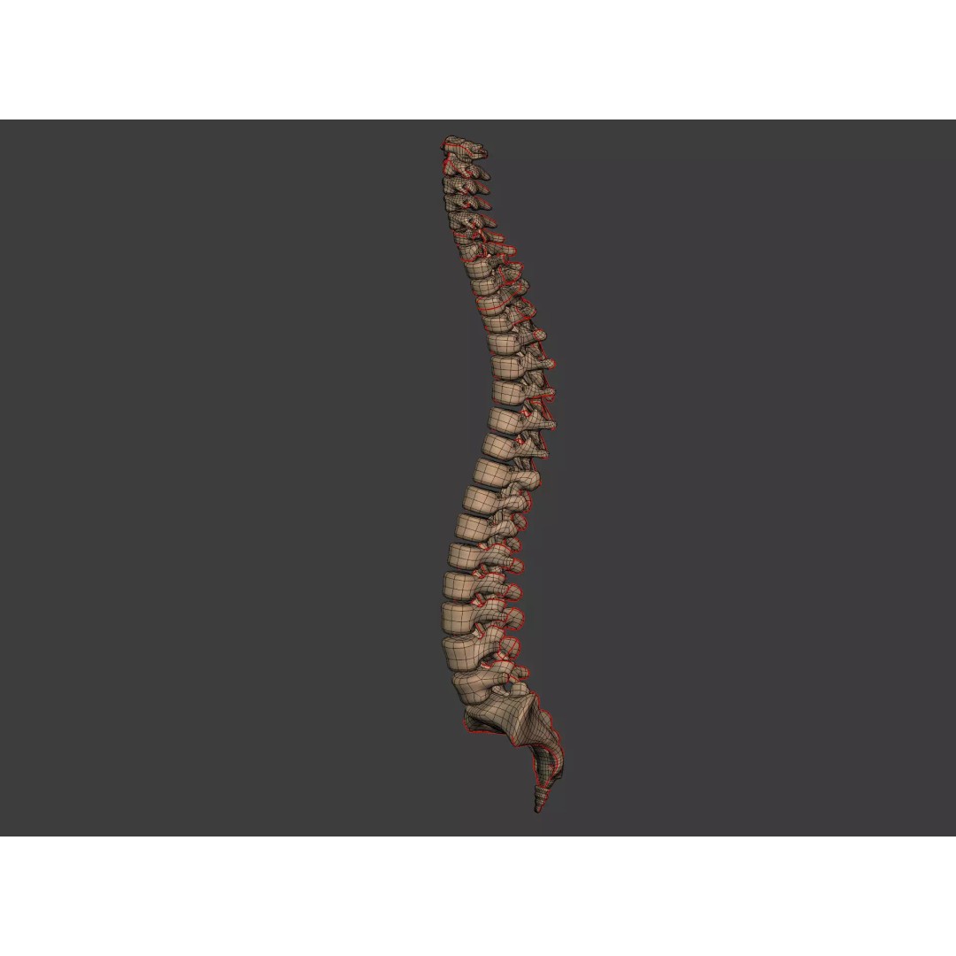 Human Skeleton 3D Model – Low Poly Anatomy Asset, FBX & Blender