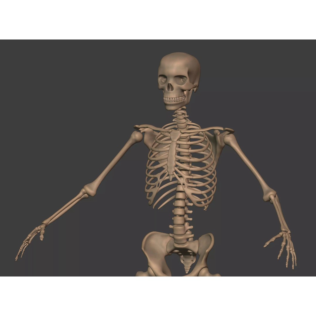 Human Skeleton 3D Model – Low Poly Anatomy Asset, FBX & Blender - View 10