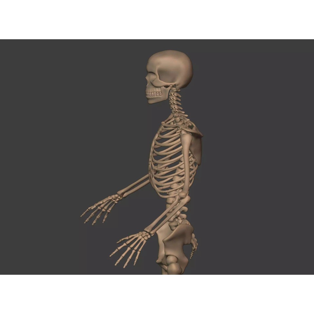 Human Skeleton 3D Model – Low Poly Anatomy Asset, FBX & Blender - View 11