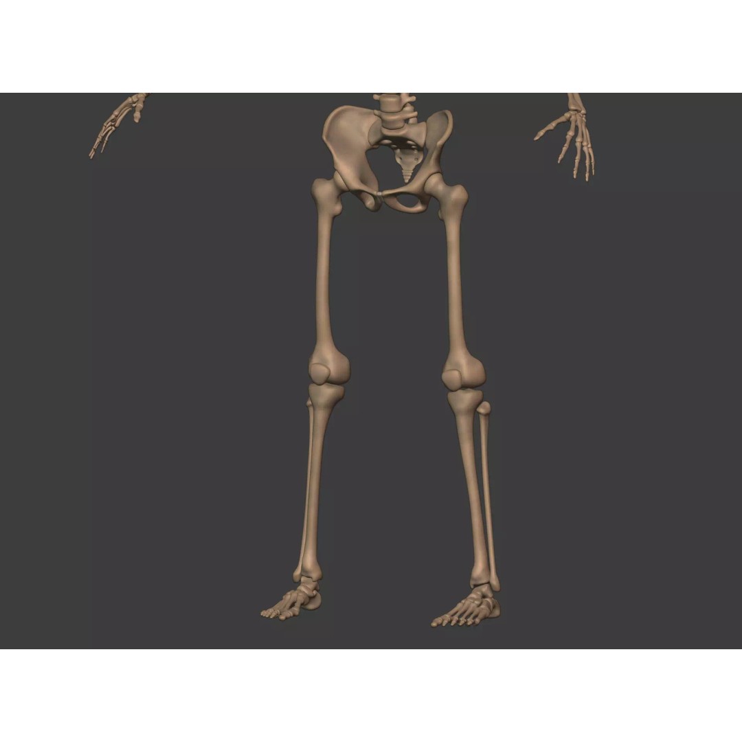 Human Skeleton 3D Model – Low Poly Anatomy Asset, FBX & Blender - View 13