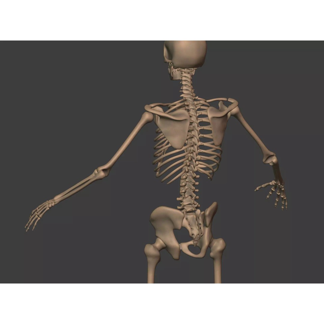 Human Skeleton 3D Model – Low Poly Anatomy Asset, FBX & Blender - View 14