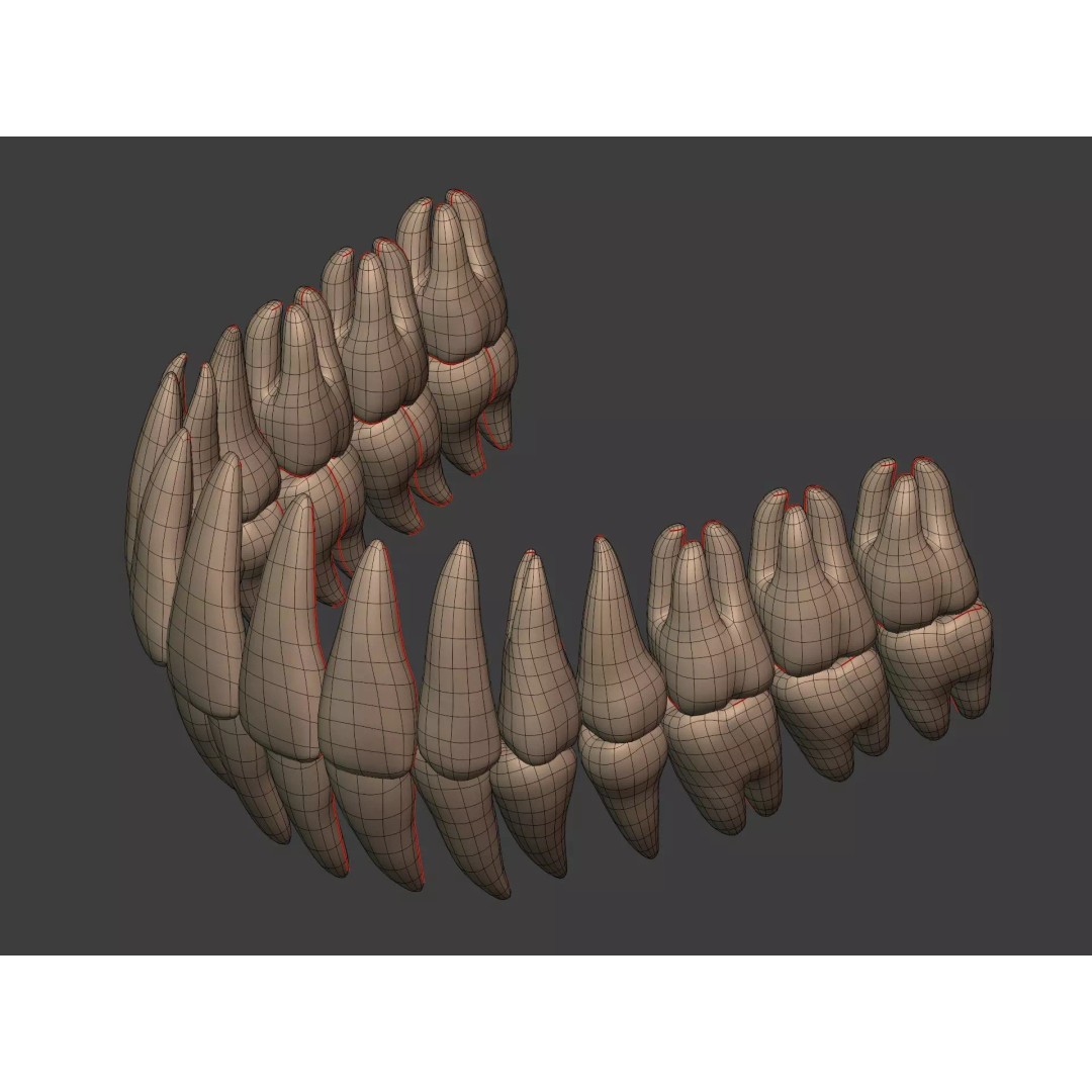 Human Skeleton 3D Model – Low Poly Anatomy Asset, FBX & Blender - View 15
