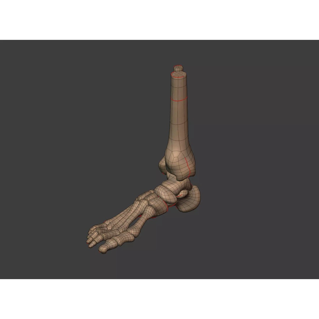 Human Skeleton 3D Model – Low Poly Anatomy Asset, FBX & Blender - View 16