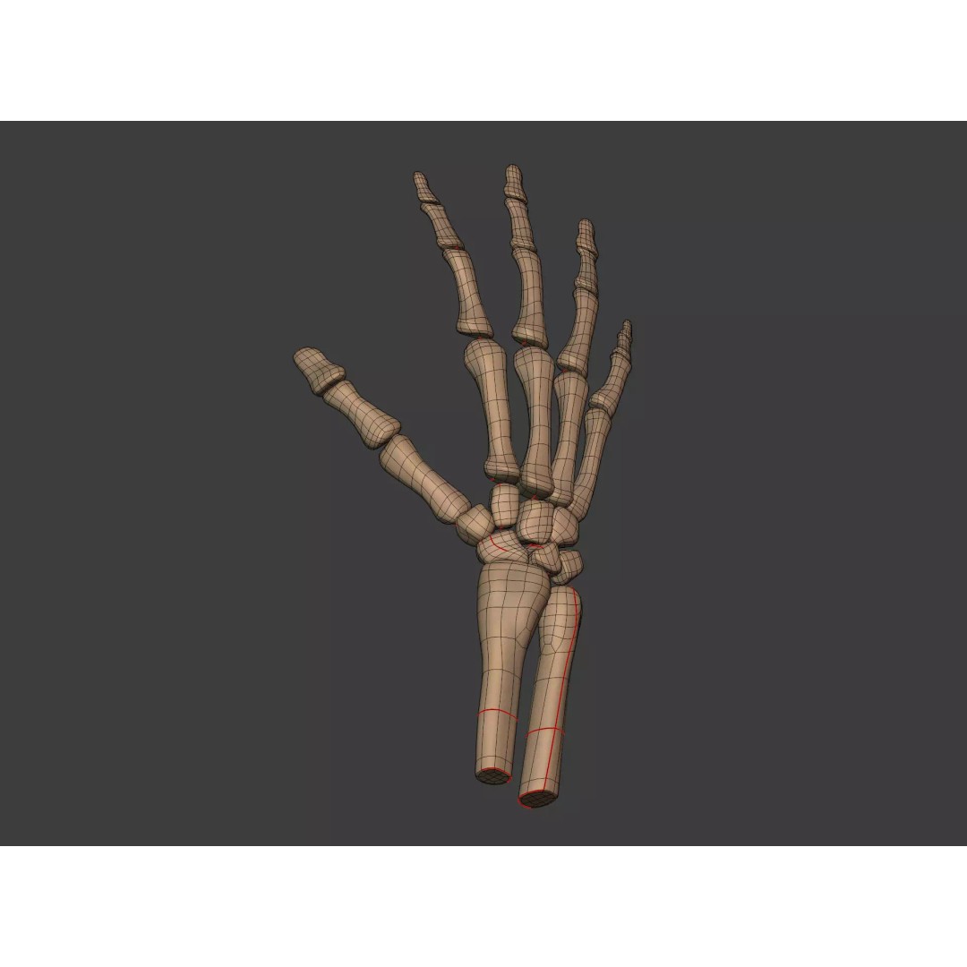 Human Skeleton 3D Model – Low Poly Anatomy Asset, FBX & Blender - View 17