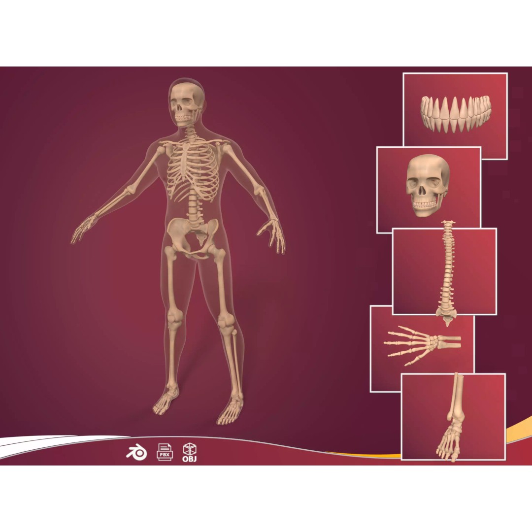 Human Skeleton 3D Model – Low Poly Anatomy Asset, FBX & Blender - View 2