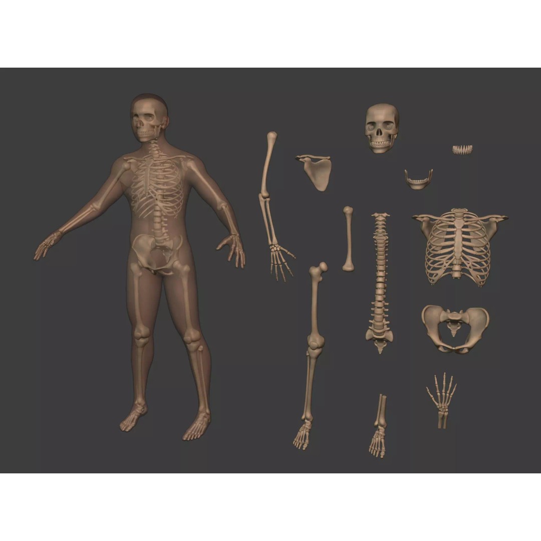Human Skeleton 3D Model – Low Poly Anatomy Asset, FBX & Blender - View 3