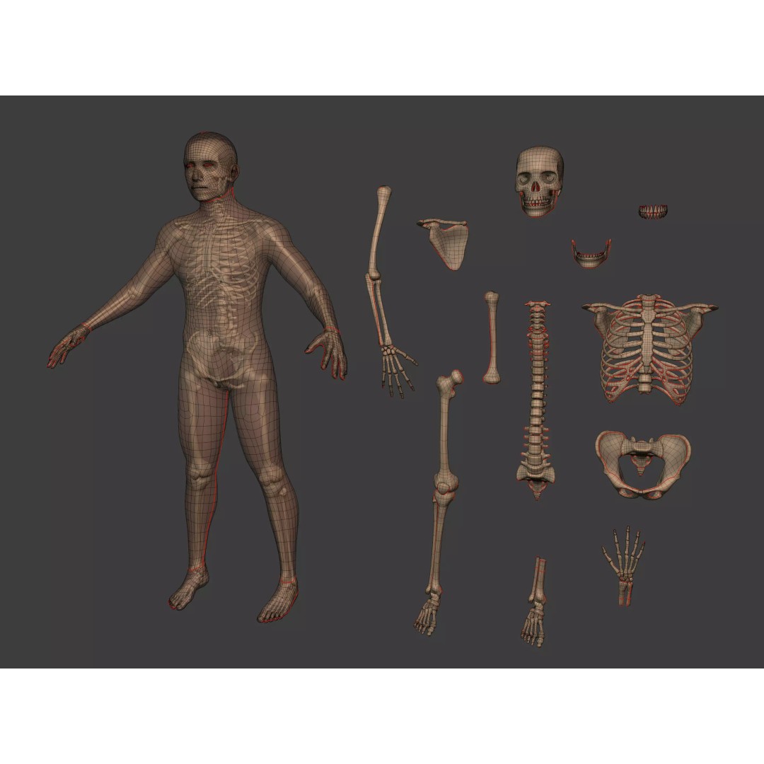 Human Skeleton 3D Model – Low Poly Anatomy Asset, FBX & Blender - View 4
