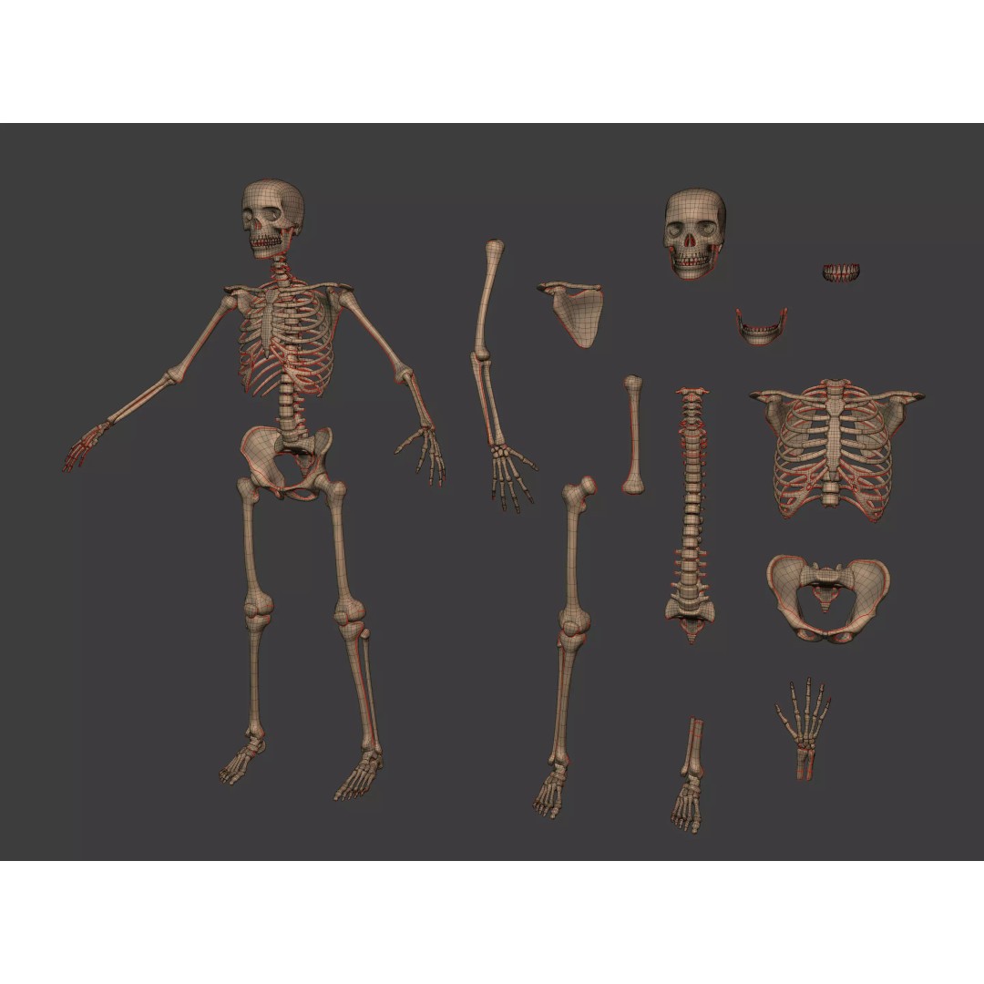 Human Skeleton 3D Model – Low Poly Anatomy Asset, FBX & Blender - View 5
