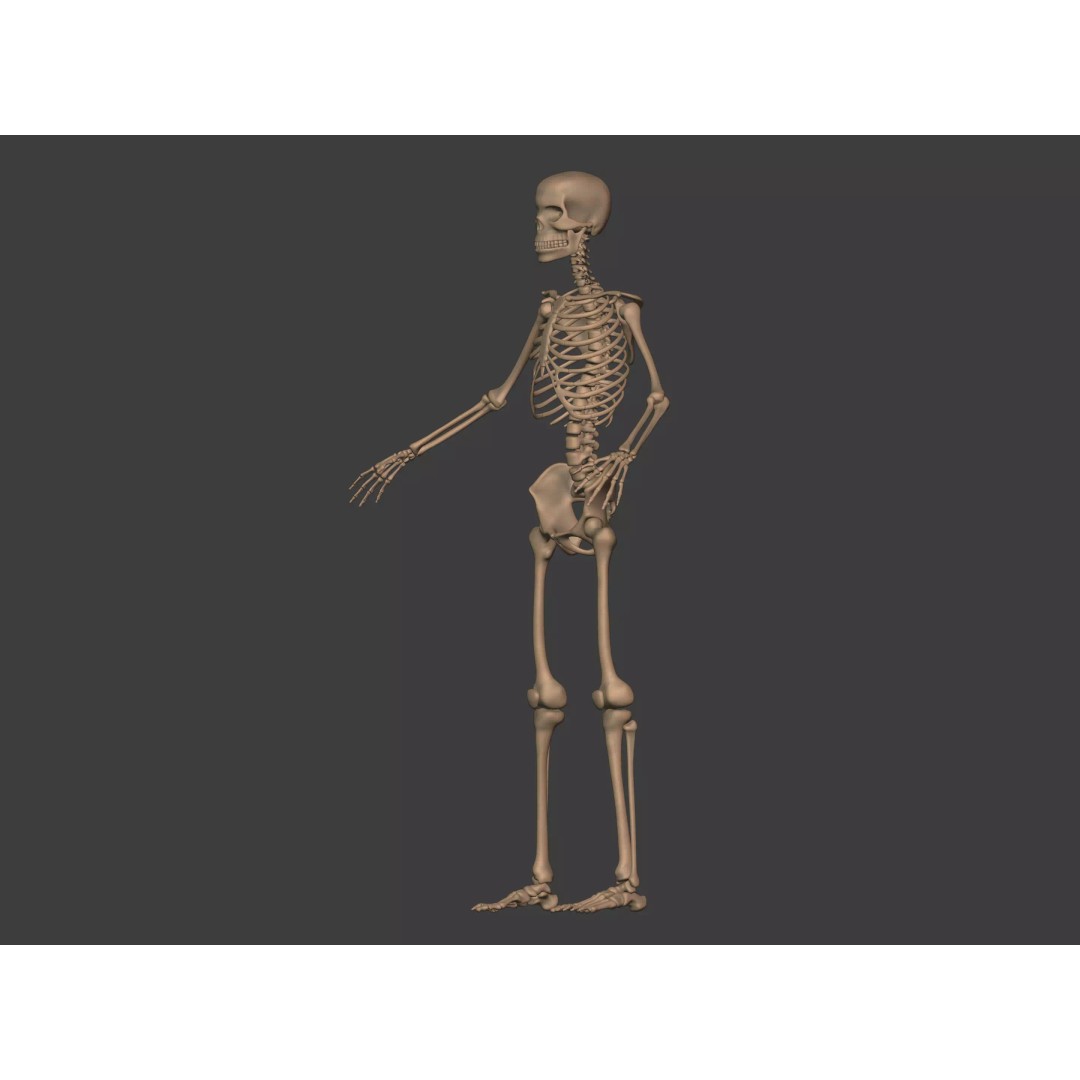 Human Skeleton 3D Model – Low Poly Anatomy Asset, FBX & Blender - View 8