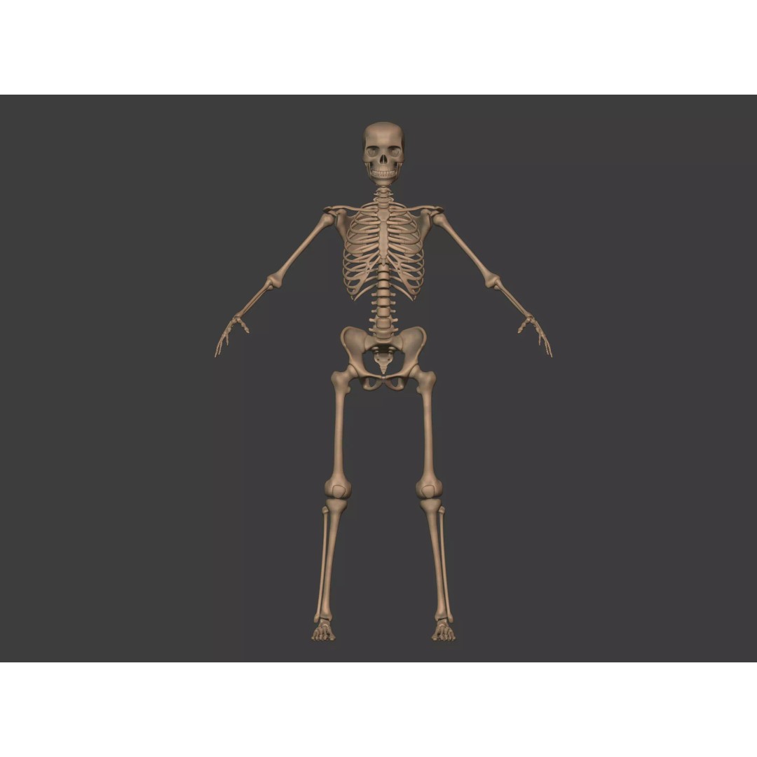 Human Skeleton 3D Model – Low Poly Anatomy Asset, FBX & Blender - View 9
