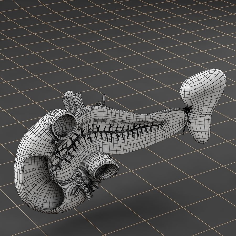 Duodenum Pancreas Spleen Cross Section 3D Model – Realistic Medical Asset, FBX