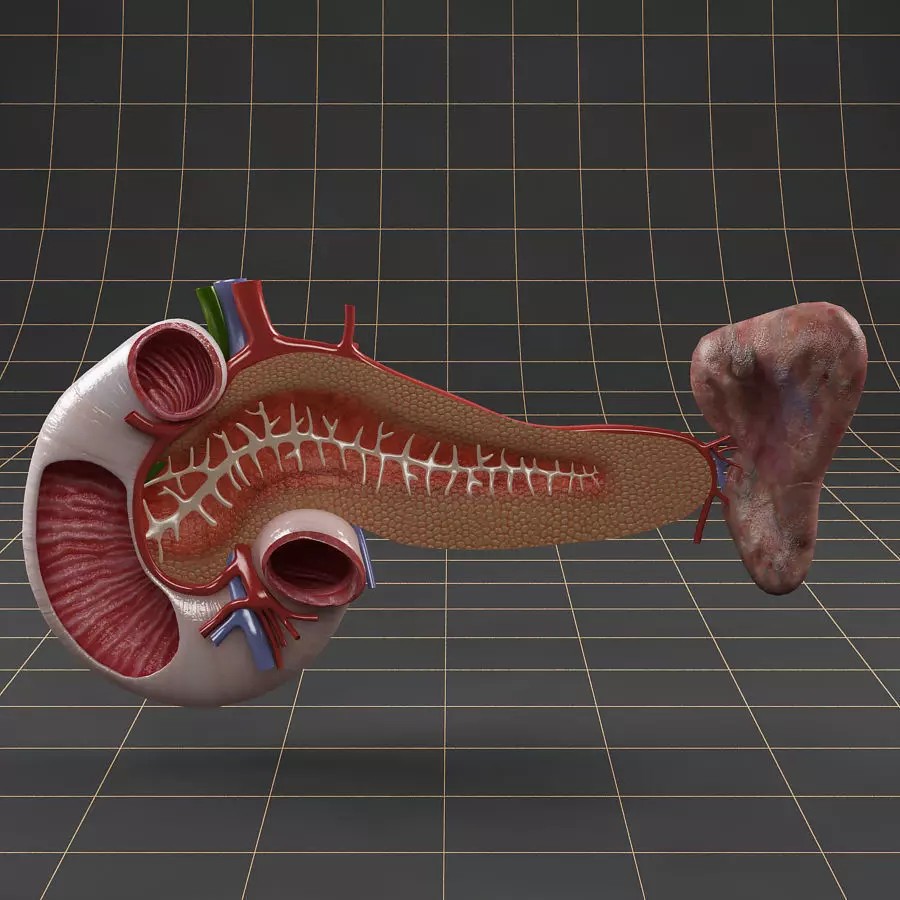 Duodenum Pancreas Spleen Cross Section 3D Model – Realistic Medical Asset, FBX - View 2