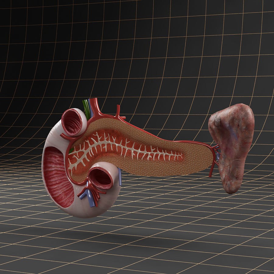 Duodenum Pancreas Spleen Cross Section 3D Model – Realistic Medical Asset, FBX - View 3