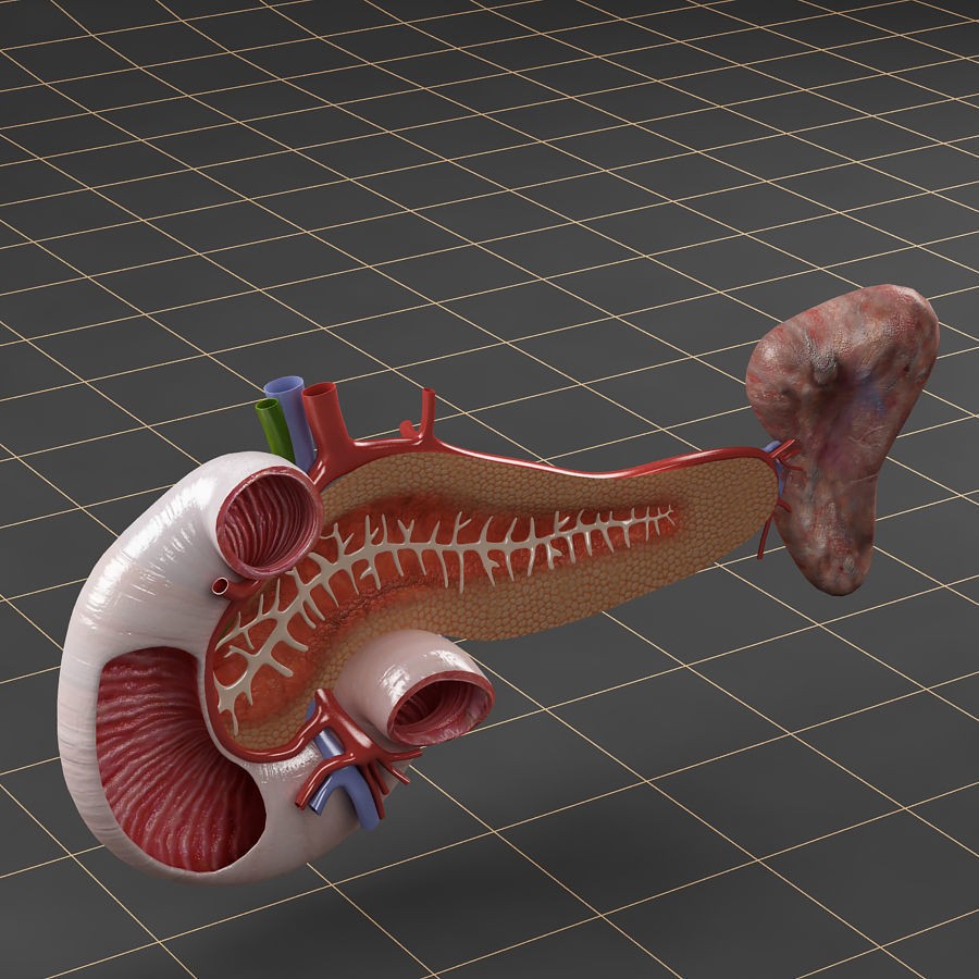 Duodenum Pancreas Spleen Cross Section 3D Model – Realistic Medical Asset, FBX - View 4
