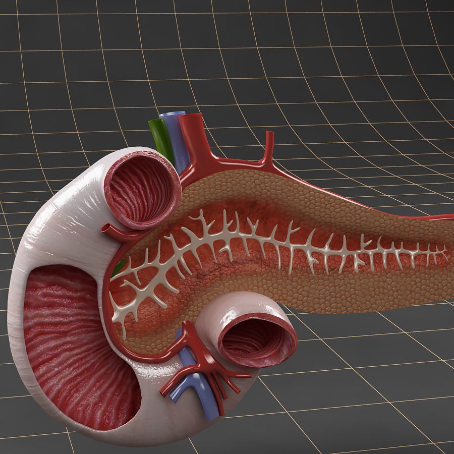 Duodenum Pancreas Spleen Cross Section 3D Model – Realistic Medical Asset, FBX - View 5