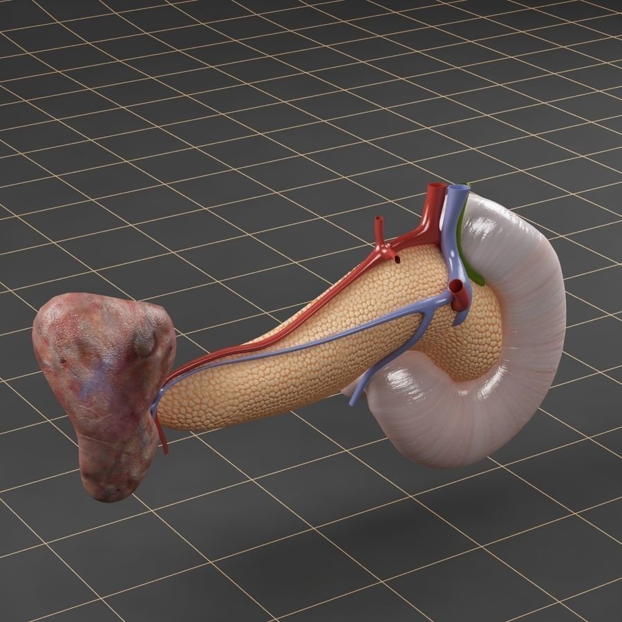 Duodenum Pancreas Spleen Cross Section 3D Model – Realistic Medical Asset, FBX - View 6