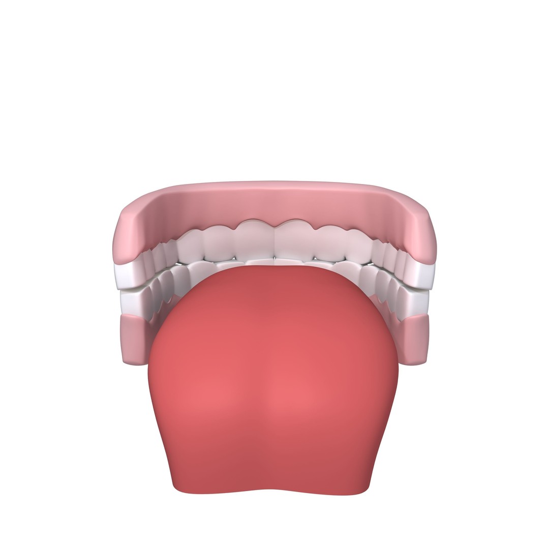 Human Mouth Teeth 3D Model – Cartoon Style, PBR Textures, FBX, OBJ - View 4