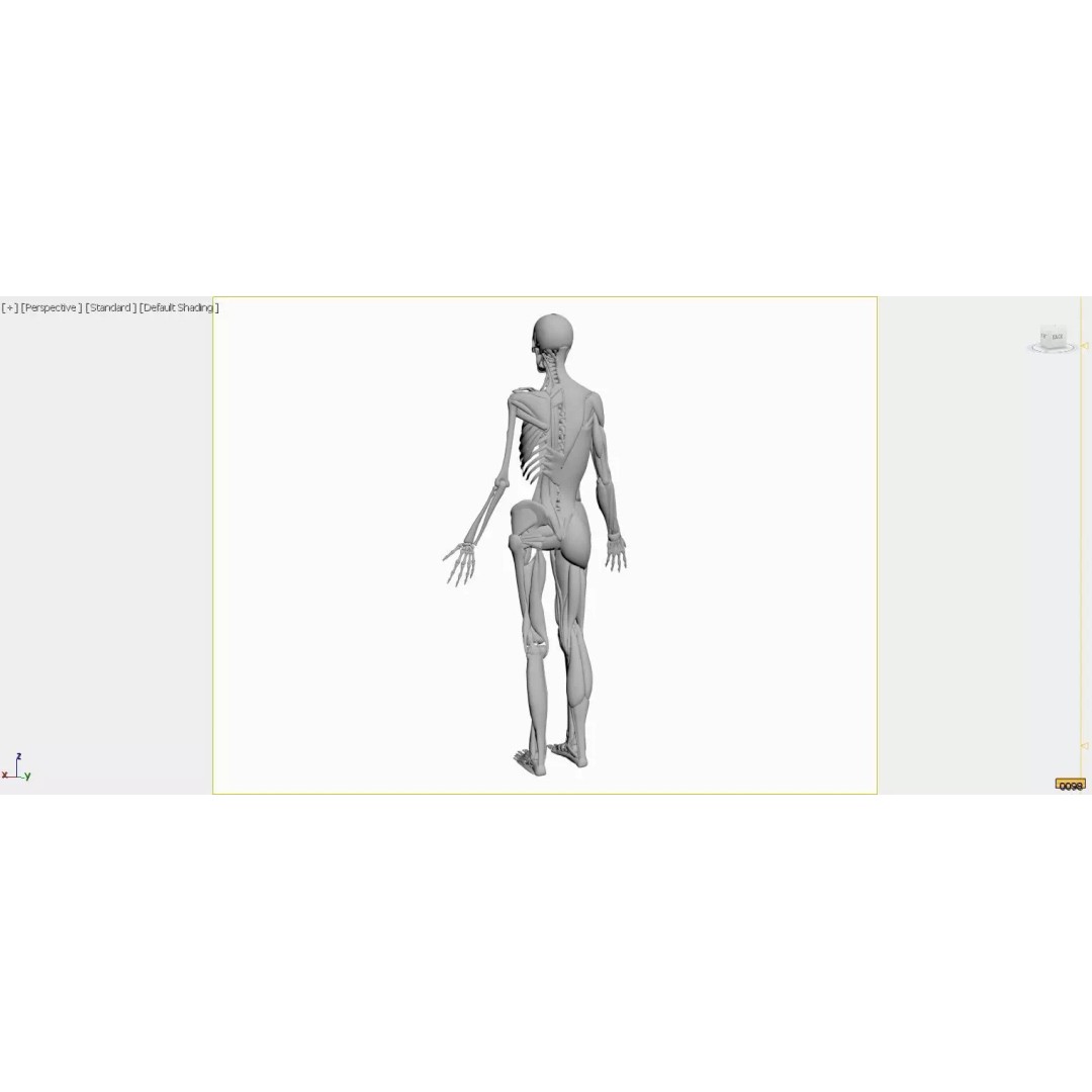 Female Muscular System and Skeleton Anatomy 3D Model – Low Poly Educational Asset, FBX, OBJ