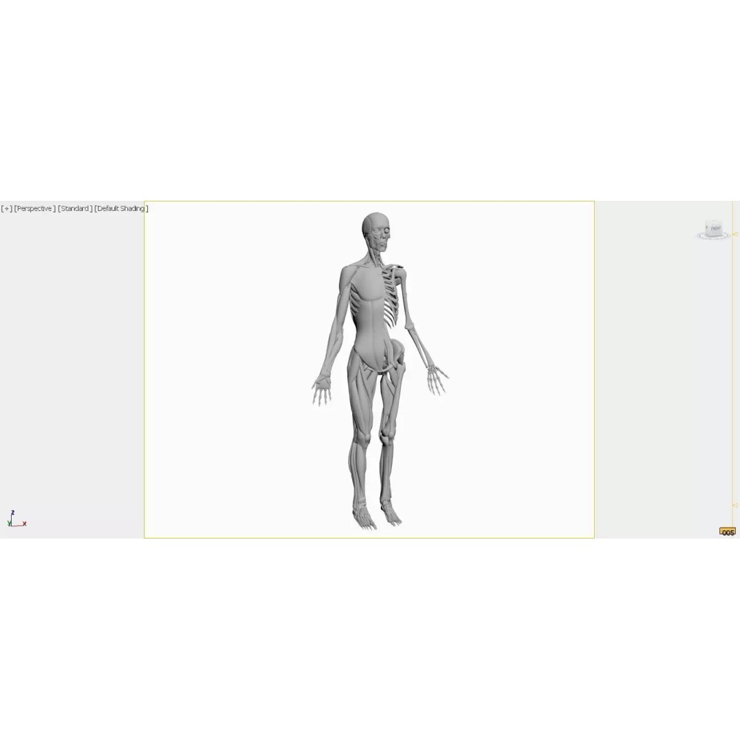 Female Muscular System and Skeleton Anatomy 3D Model – Low Poly Educational Asset, FBX, OBJ - View 10