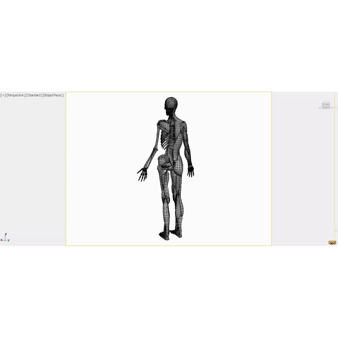 Female Muscular System and Skeleton Anatomy 3D Model – Low Poly Educational Asset, FBX, OBJ - View 11