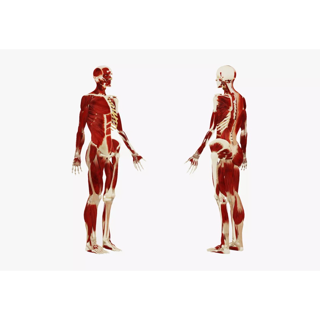 Female Muscular System and Skeleton Anatomy 3D Model – Low Poly Educational Asset, FBX, OBJ - View 2