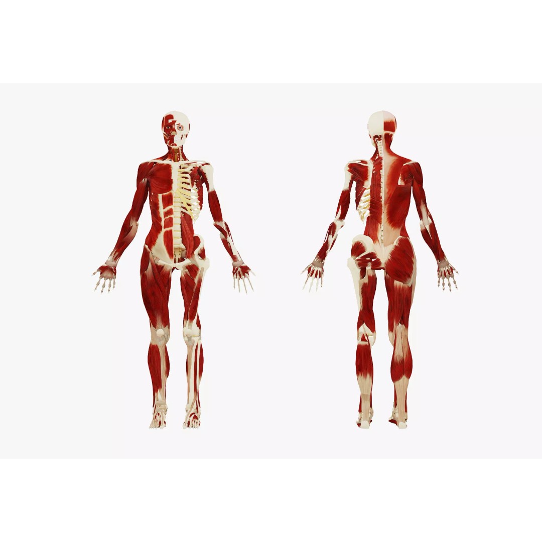 Female Muscular System and Skeleton Anatomy 3D Model – Low Poly Educational Asset, FBX, OBJ - View 3