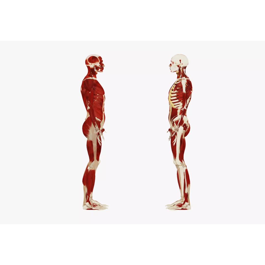 Female Muscular System and Skeleton Anatomy 3D Model – Low Poly Educational Asset, FBX, OBJ - View 4