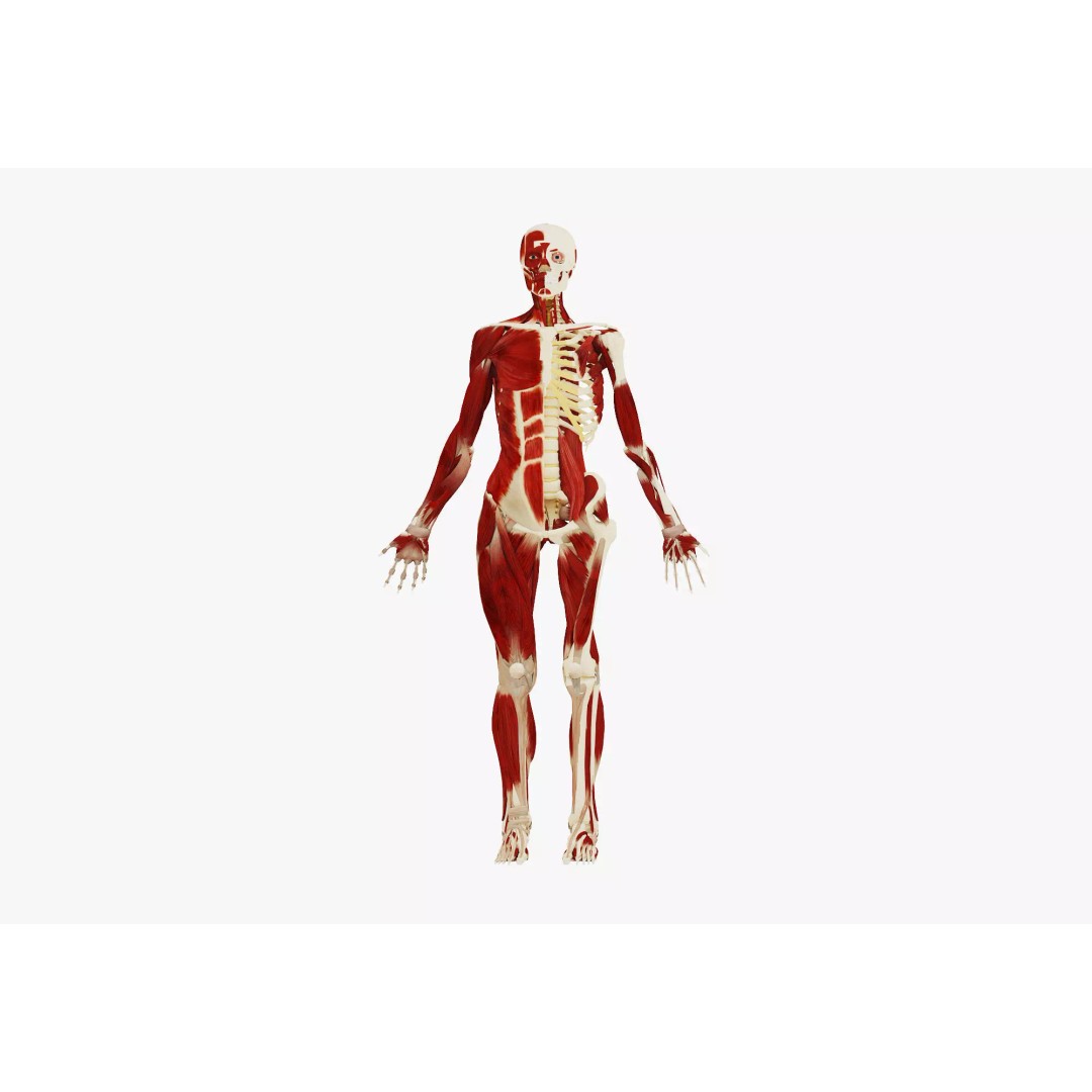 Female Muscular System and Skeleton Anatomy 3D Model – Low Poly Educational Asset, FBX, OBJ - View 5