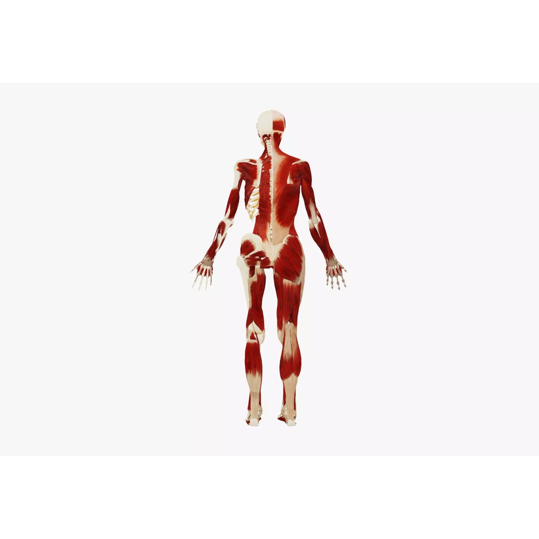 Female Muscular System and Skeleton Anatomy 3D Model – Low Poly Educational Asset, FBX, OBJ - View 6