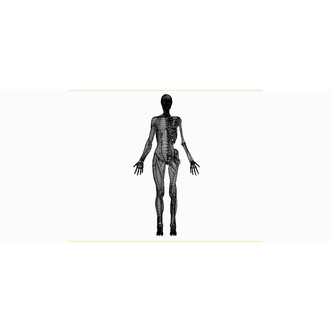 Female Muscular System and Skeleton Anatomy 3D Model – Low Poly Educational Asset, FBX, OBJ - View 7