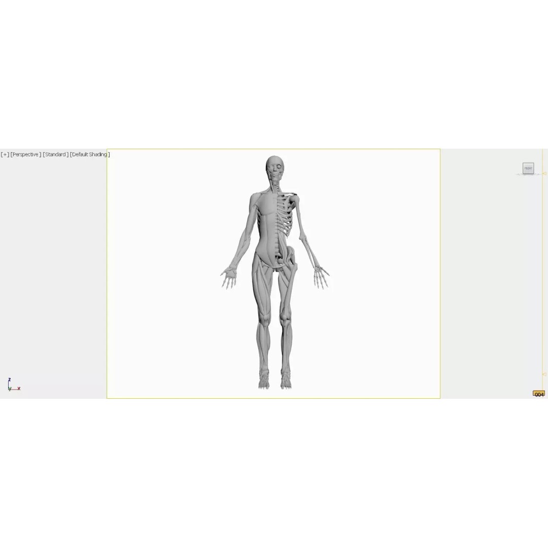 Female Muscular System and Skeleton Anatomy 3D Model – Low Poly Educational Asset, FBX, OBJ - View 8