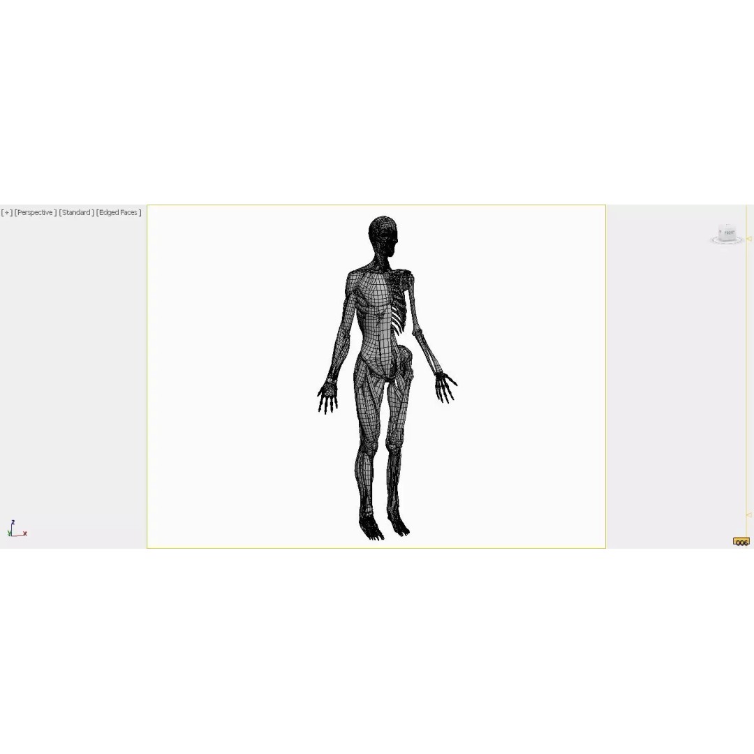 Female Muscular System and Skeleton Anatomy 3D Model – Low Poly Educational Asset, FBX, OBJ - View 9