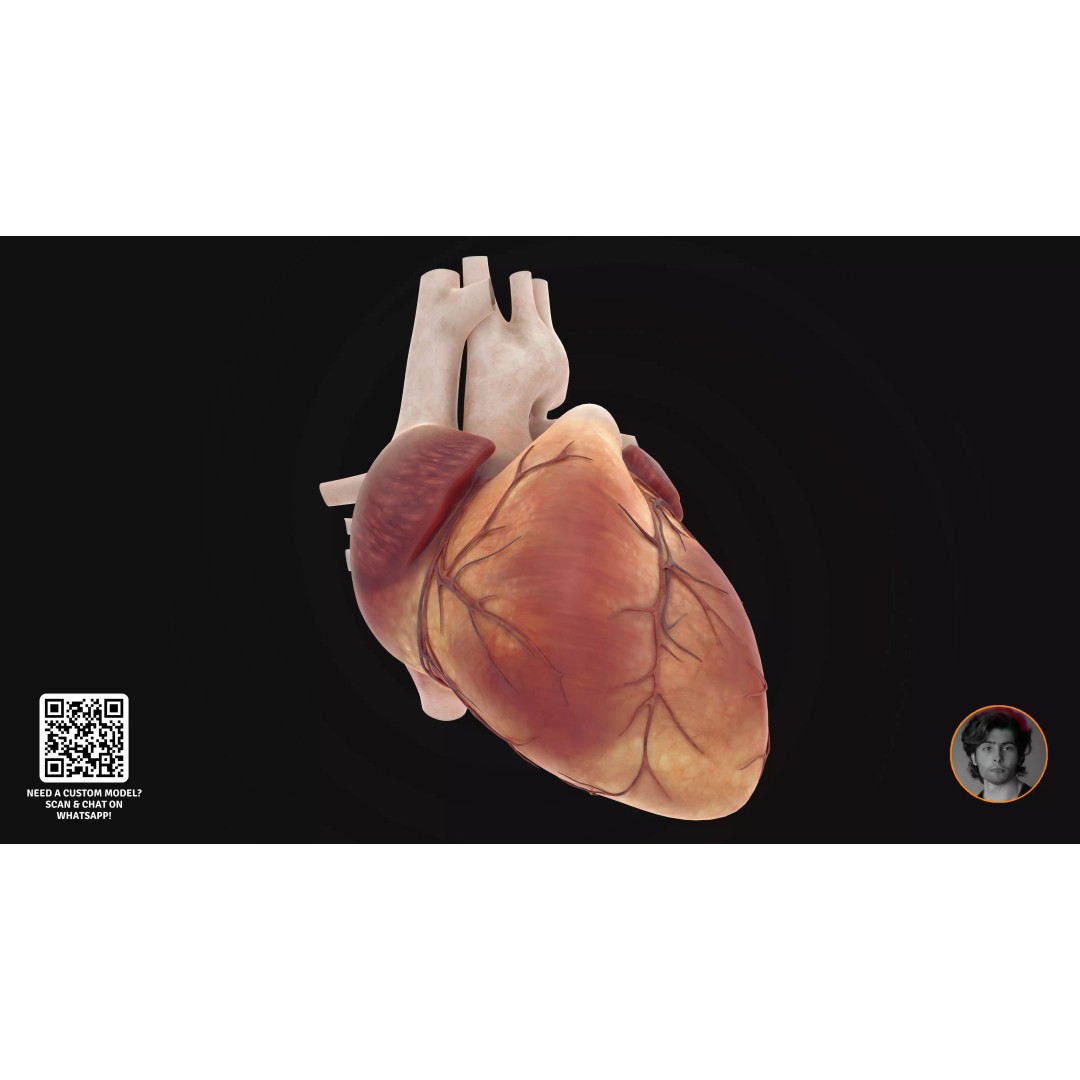 Realistic Human Digestive System 3D Model – Detailed Anatomy, Blender & FBX - View 11